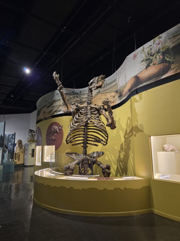 Charleston Museum