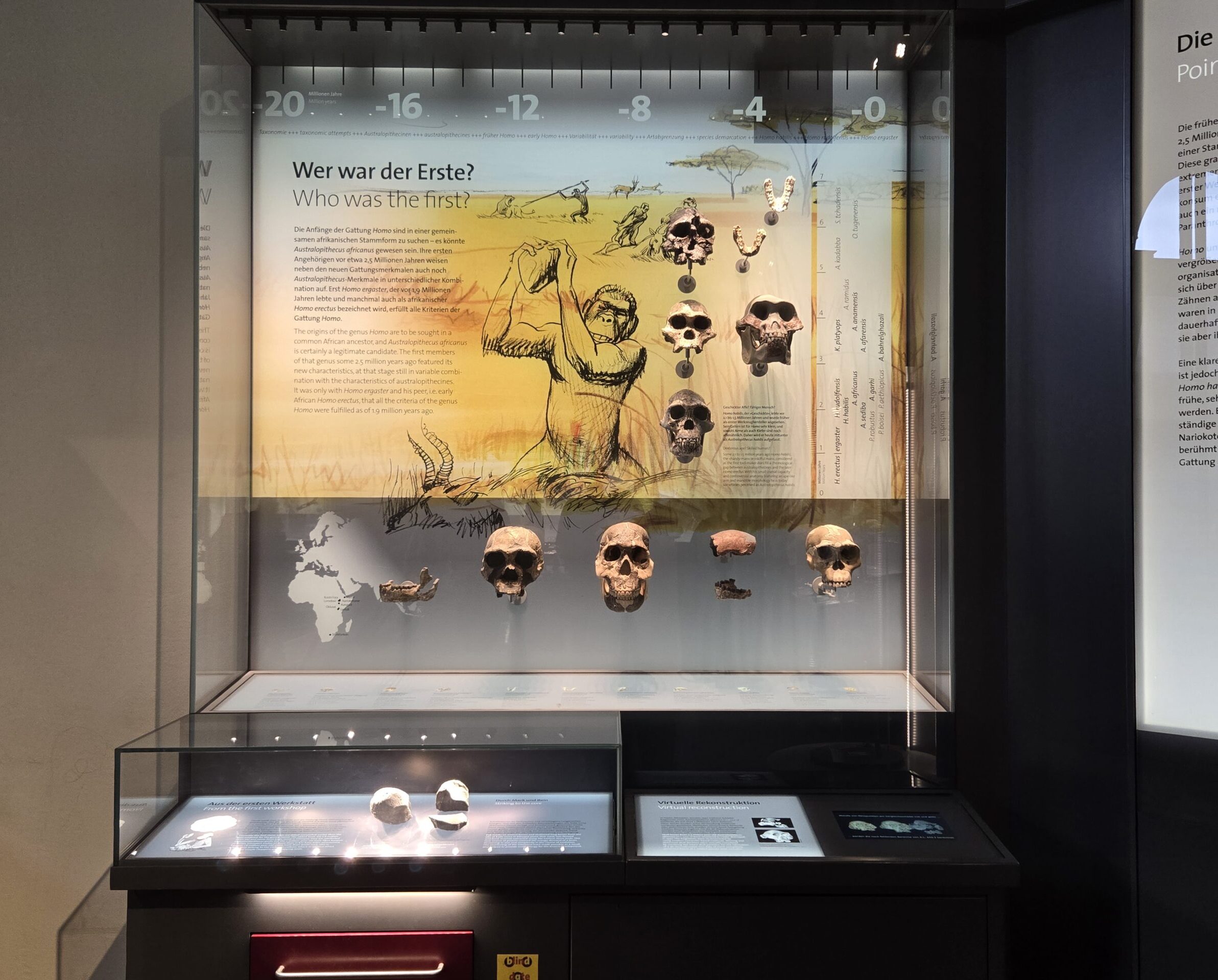 Museum display case with multiple fossil skulls arranged on shelves, glass surrounding, and a large illustrated panel titled 'Wer war der Erste? / Who was the first?' featuring prehistoric scenes and text.