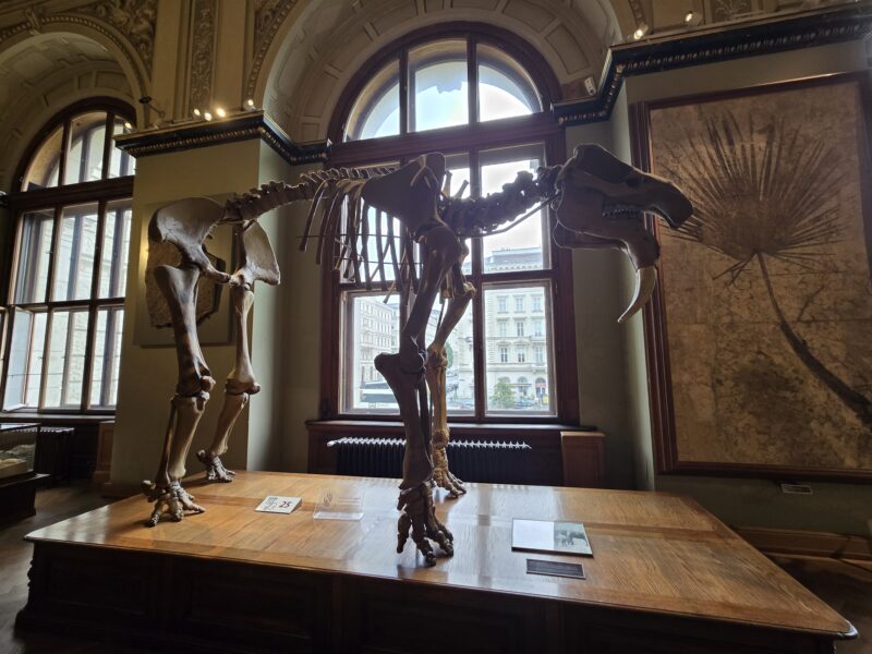 Life-sized dinosaur skeletons on a wooden platform in a museum, with large arched windows and ornate architecture in the background.